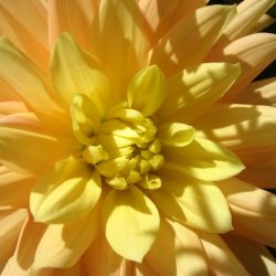 Dahlias dahlia parsons disappoint don albert bloom decorative