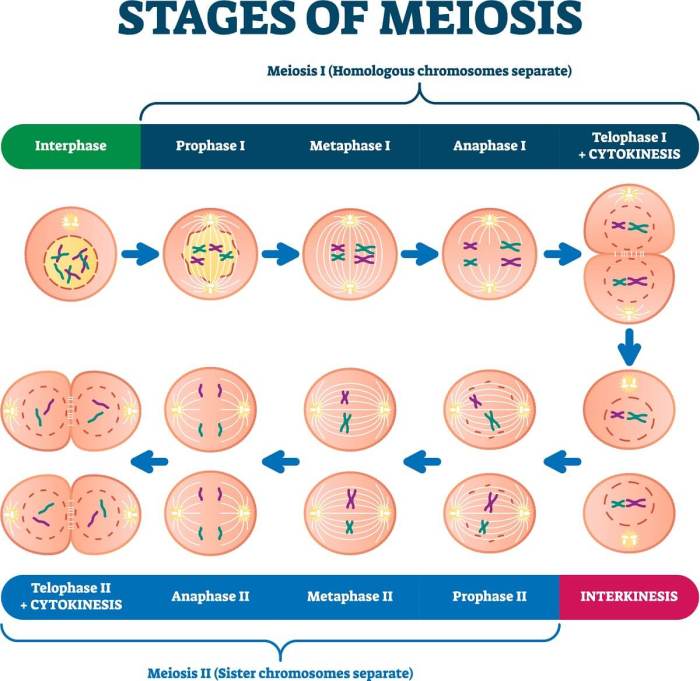 Model 5 is a condensed version of meiosis i