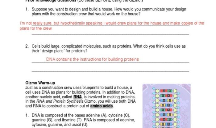 Student exploration building dna gizmo