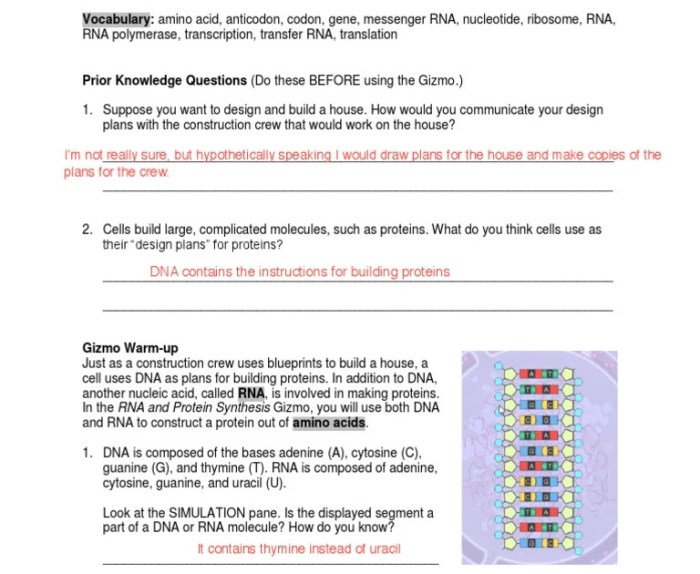 Student exploration building dna gizmo