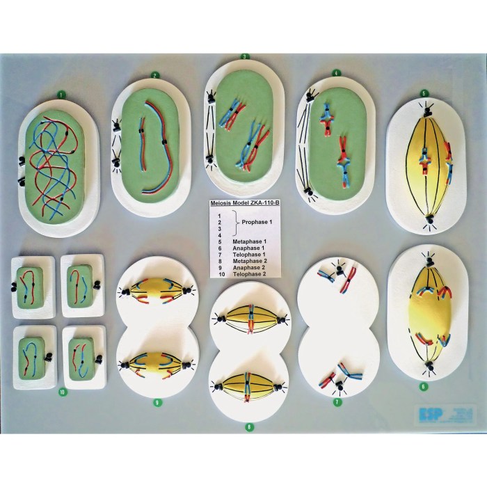 Model 5 is a condensed version of meiosis i