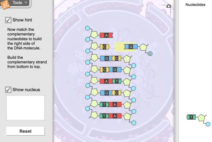 Student exploration building dna gizmo