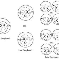 Meiosis phases stages cell ibiologia mitosis