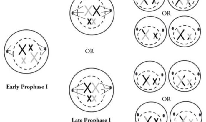 Meiosis phases stages cell ibiologia mitosis