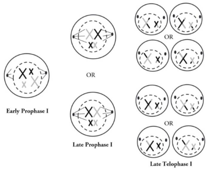 Meiosis phases stages cell ibiologia mitosis