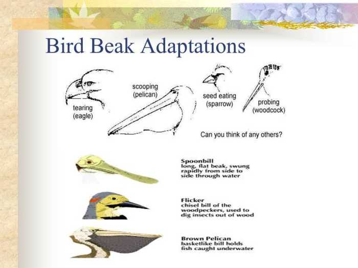 Rainfall and bird beaks gizmo answer key