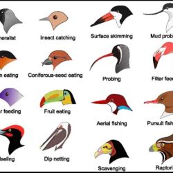 Rainfall and bird beaks gizmo answer key