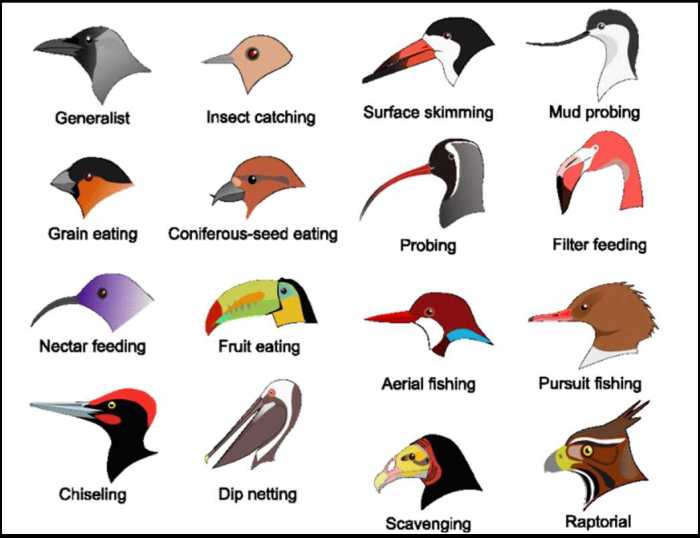 Rainfall and bird beaks gizmo answer key