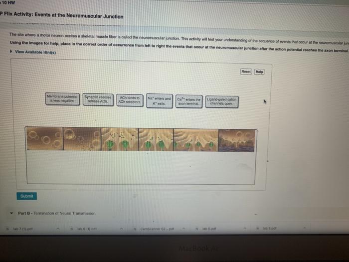 A&p flix activity events at the neuromuscular junction