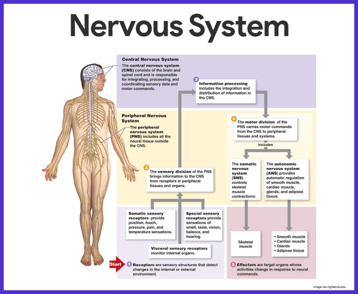 Art-labeling activity the divisions of the nervous system