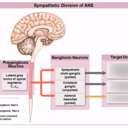 Nervous system divisions major biology mcat human organization figure schoolbag info