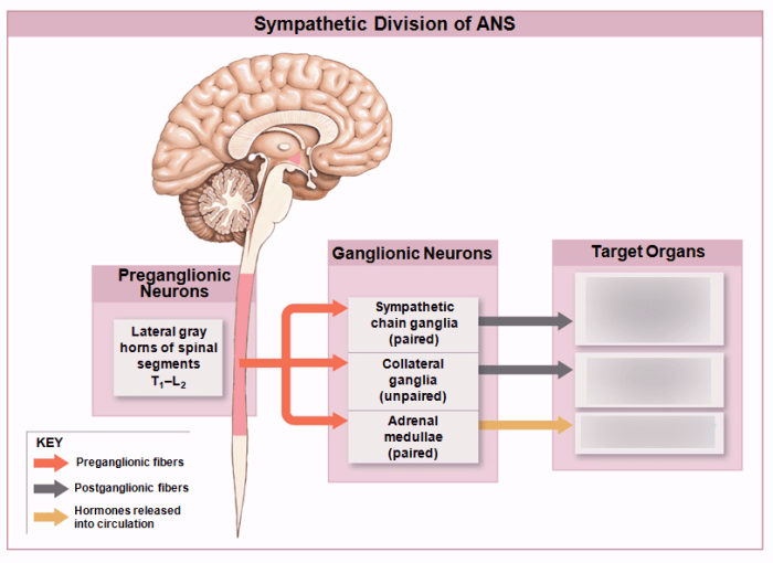 Nervous system divisions major biology mcat human organization figure schoolbag info