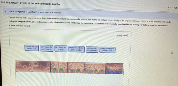 A&p flix activity events at the neuromuscular junction