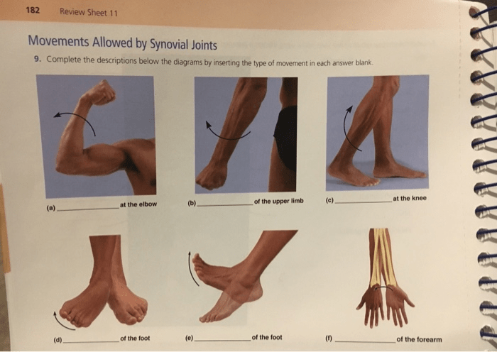 Movements allowed by synovial joints exercise 11