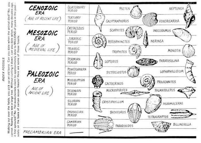 Dating the fossil record activity answer key