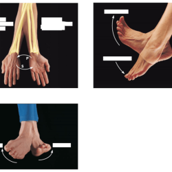 Joints synovial movements chapter