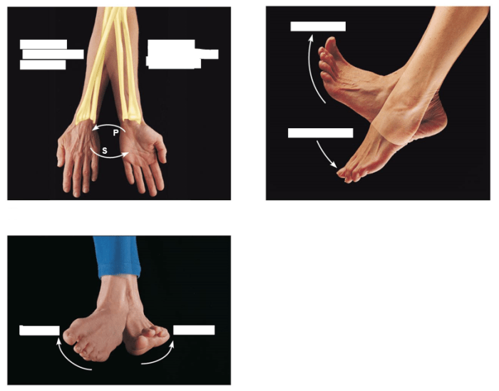 Joints synovial movements chapter