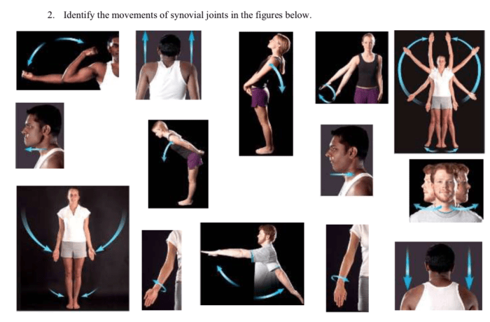 Movements allowed by synovial joints exercise 11