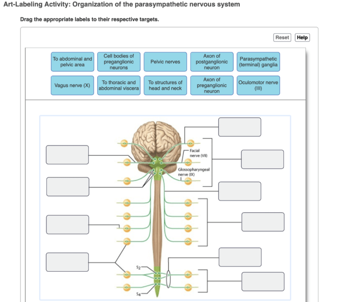 Nervous organs divisions peripheral autonomic somatic functions getbodysmart nerves cns subtypes neurons vidalondon mugeek pns